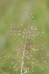 Cypress panicgrass